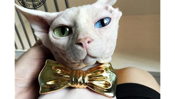 狮子座最适合养什么宠物猫?